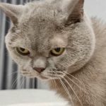 Ako sa mačka hodinu pred búrkou mení na barometer: skryté signály, ktoré ignorujeme ako-sa-macka-hodinu-pred-burkou-meni-na-barometer-skryte.jpg