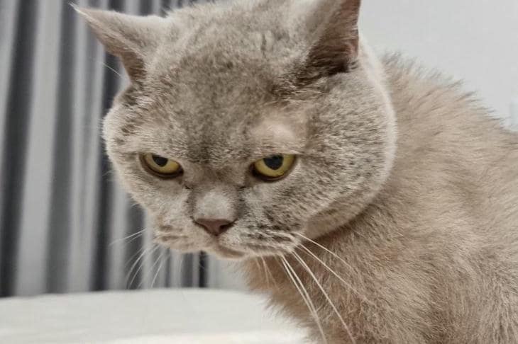 Ako sa mačka hodinu pred búrkou mení na barometer: skryté signály, ktoré ignorujeme