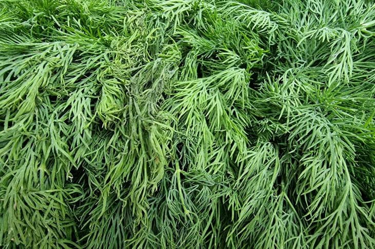 Čo sa stane, ak zmrazíte čerstvý kôpor: kulinársky trik, ktorý udrží leto vo vrecku