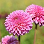 Prečo georgíny potrebujú "vešiak na šaty": ako sa jednou jednoduchou manipuláciou vytvorí fontánový krík preco-georginy-potrebuju-vesiak-na-saty-ako-sa-jednou-jednoduchou.jpg