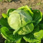 Prečo kapusta praská pri koreni: stres, ktorý sa dá predvídať a zastaviť preco-kapusta-praska-pri-koreni-stres-ktory-sa-da-predvidat.jpg