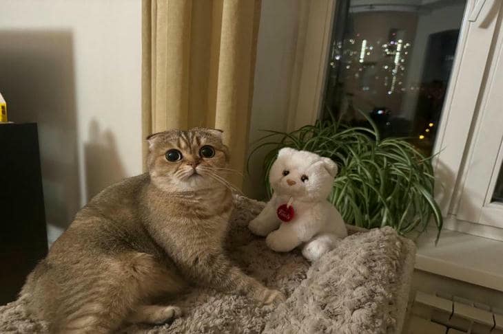 Ako si mačka vyberá jedného majiteľa v rodine: nezrejmá alchýmia pozornosti a predvídateľnosti