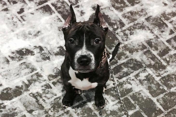 Ako si psy určujú čas prechádzky: tajný chronometer v tele vášho domáceho miláčika