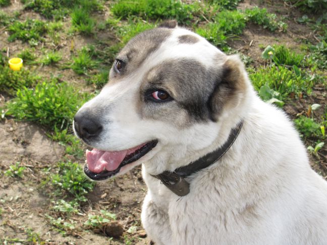 Ako spoznať, že vaša mačka alebo pes starnú: príznaky, ktoré sa tvária ako lenivosť