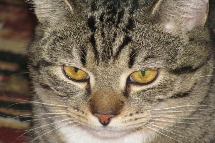 Čo sa stane, ak nedovolíte svojej mačke loviť hračky: cena za potlačené inštinkty