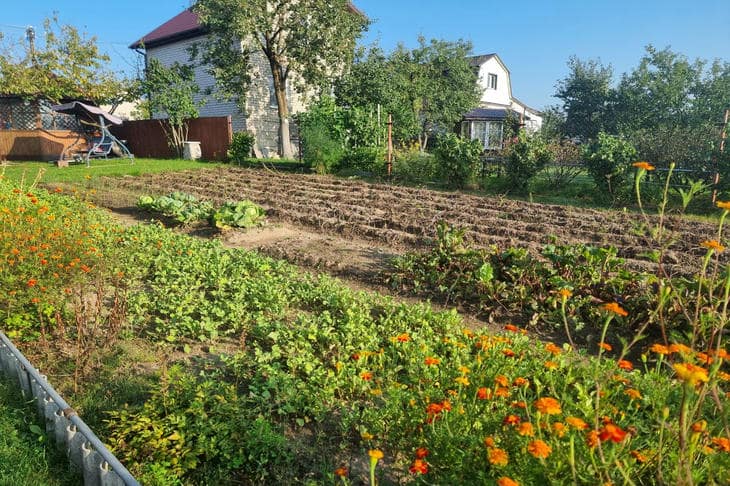 Kedy nepočúvať lunárny kalendár: slepá viera, ktorá ničí úrodu