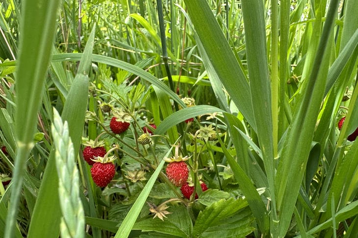 Kedy nestrihať jahodové fúzy: tiché obdobie, ktoré rozhoduje o všetkom