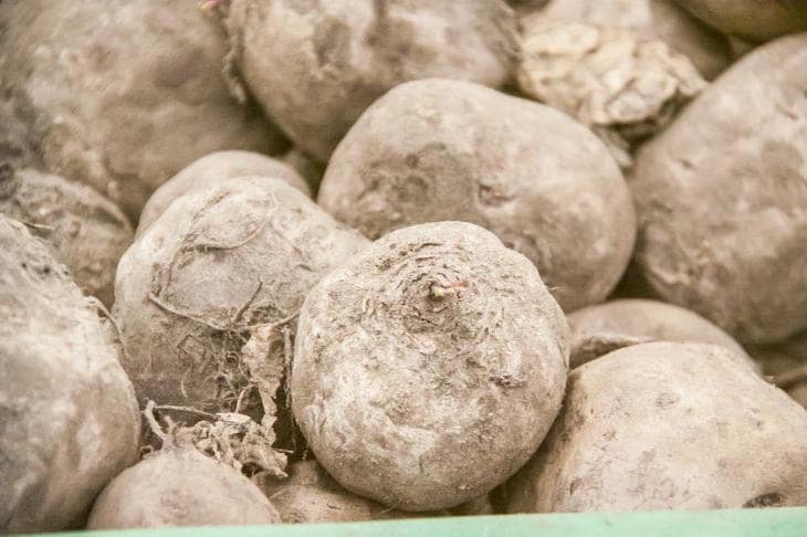 Kedy osoliť záhony s repou: kuchynské triky pre cukrové koreňové plodiny