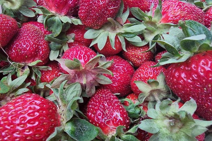 Kedy presádzať jahody, ak nie na jeseň: letný krok pre rekordnú úrodu