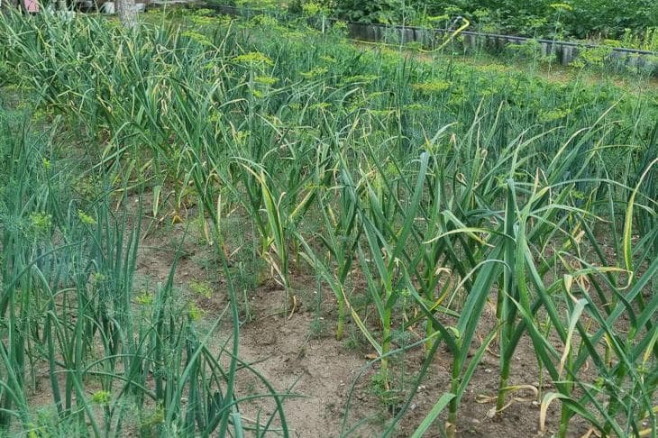 Prečo cibuľa hnije na záhone: neviditeľný sos signál z koreňov, ktorý všetci prehliadajú