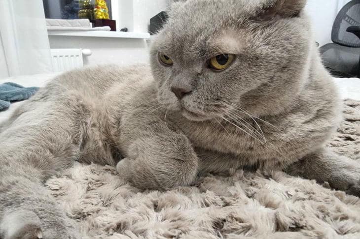 Prečo mačka potrebuje fúzy na labkách: skrytý navigačný systém, o ktorom sa zriedka hovorí