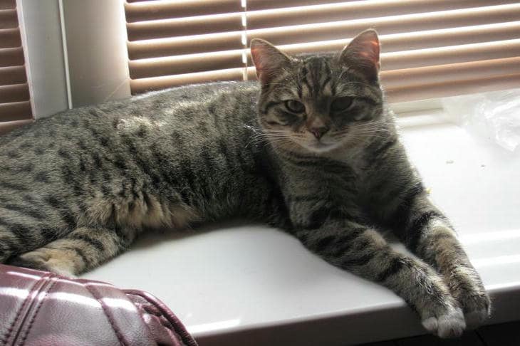 Prečo sa mýlite, keď si myslíte, že poznáte svoju mačku: šokujúca pravda o jazyku, ktorý nepočujeme