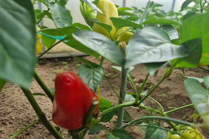 Prečo sú listy papriky fialové: signál ohrozenia, ktorý sa zamieňa s odrodovou vlastnosťou