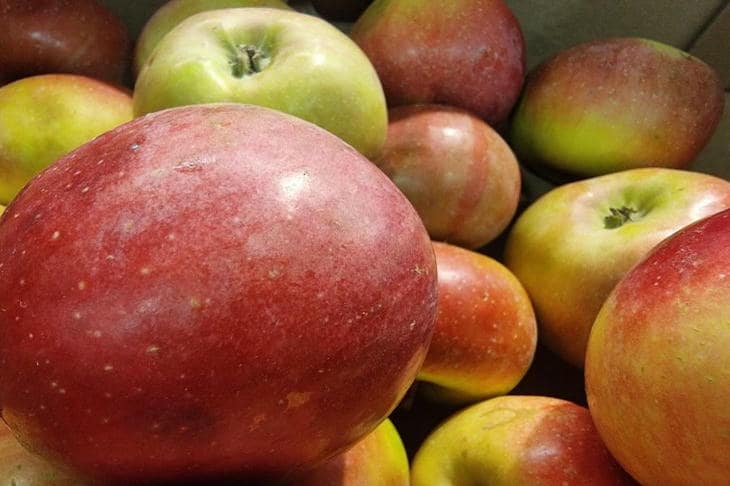 Prečo sú potrebné jablčné jadierka: ako sa z odpadu na stole stane ocot vo fľaši