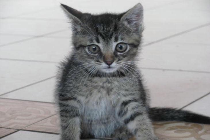 Prečo vám mačka nemá za zlé, ale predstiera to: neurobiológia mačacej pamäte