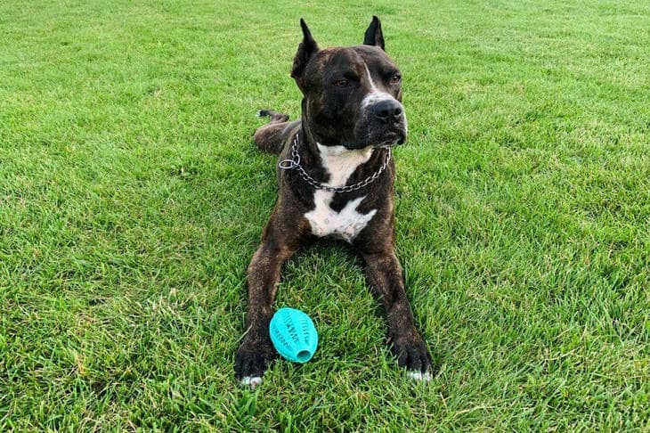 Prečo vám váš pes nosí svoju starú loptu: skrytý význam psích „darov“