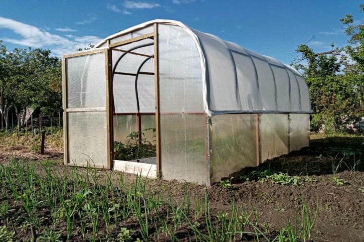 Prečo zasiať horčicu do skleníka, kde ešte nerastú paradajky: zelená explózia, ktorá uzdravuje zem